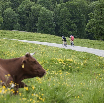 1_Aschinger_Alm_Kuh_Almwiese_Rennrad_Rennradfahrer(c)Gretter (1)