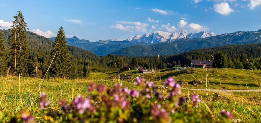 8_Winklmoos_Sommer_Blumen_Wald_Wiese_Almen © Stockklauser