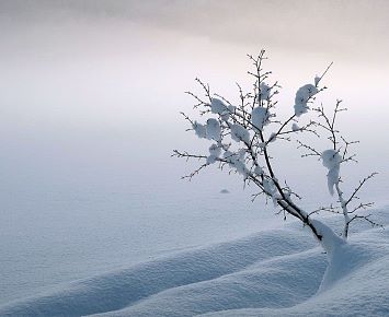 (5) Strauch_Schnee_Nebel_Natur