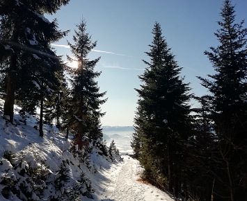 Tannen_Winter_Wandern_Weg_Spitzstein(c)Alpenbaby (1)