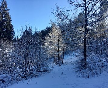 Winter_Landschaft_Baeume_Schnee_Hechtseerunde(c)Alpenbaby (12)