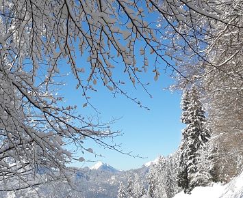 Winterwandern_blauer_Himmel_Schnee_Zweige