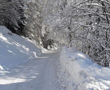 Winterwandern_Forstweg_Schnee_Kaisertal_Winter_Schnee